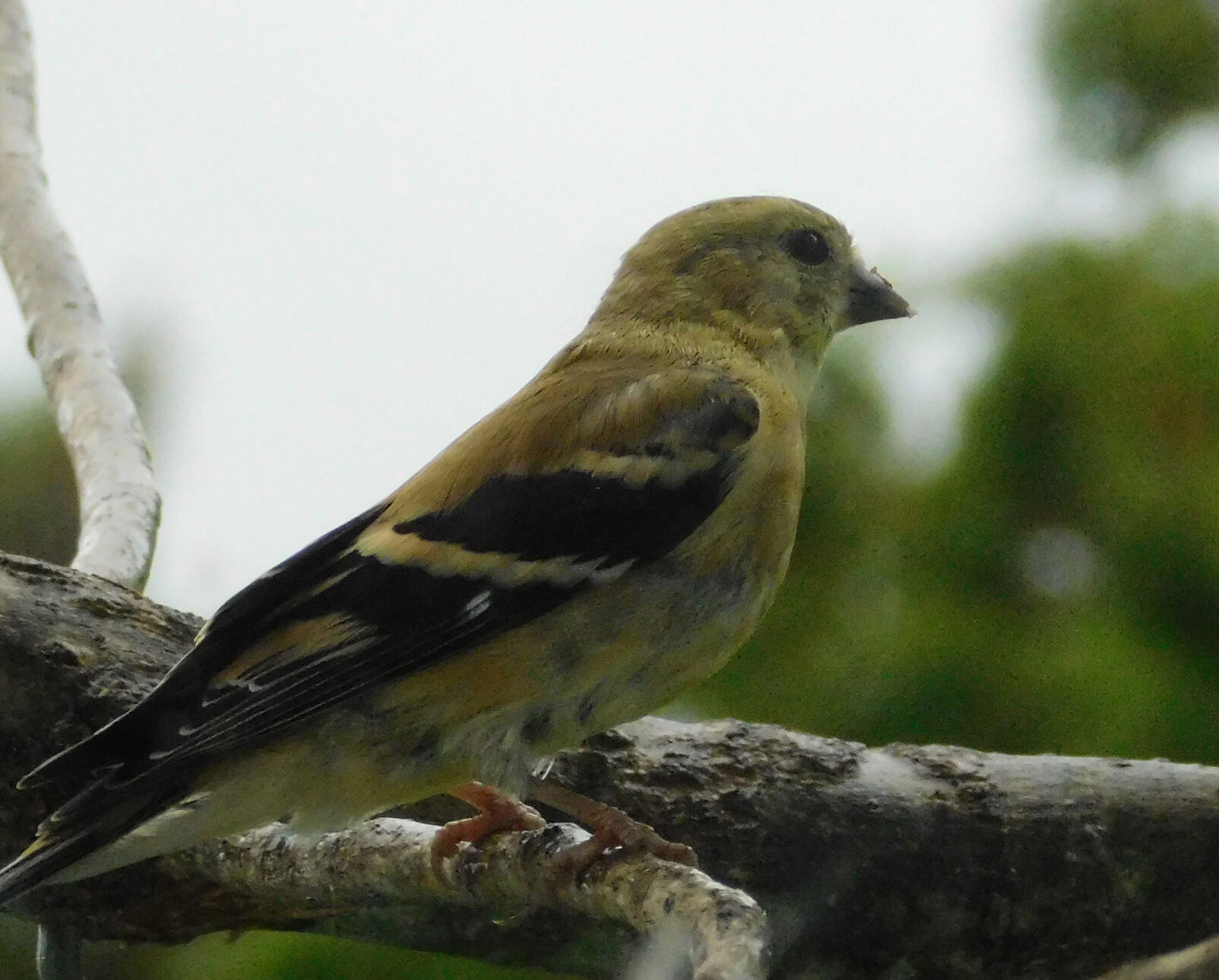 Goldfinch